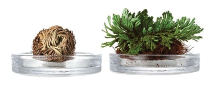 復活草ビフィダセラムファーミングドロップ/Abib /美容液を使ったクチコミ(5枚目)