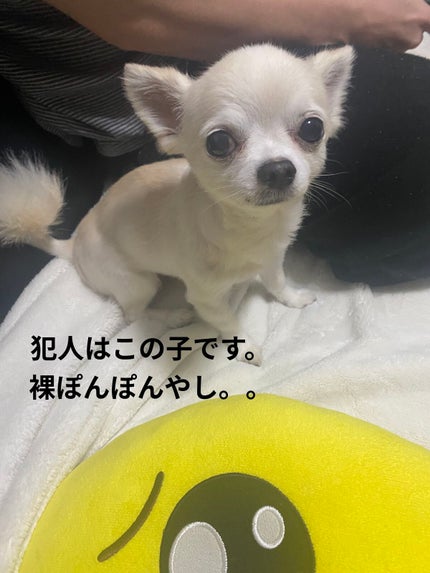 ぷぅぴぃ《紫コス部💜💗》 on LIPS 「🧼🫧🫧🫧🧼🫧🫧🫧🧼🫧🫧🫧🧼🫧🫧🫧クッピーラムネ入浴剤40gラム..」(7枚目)