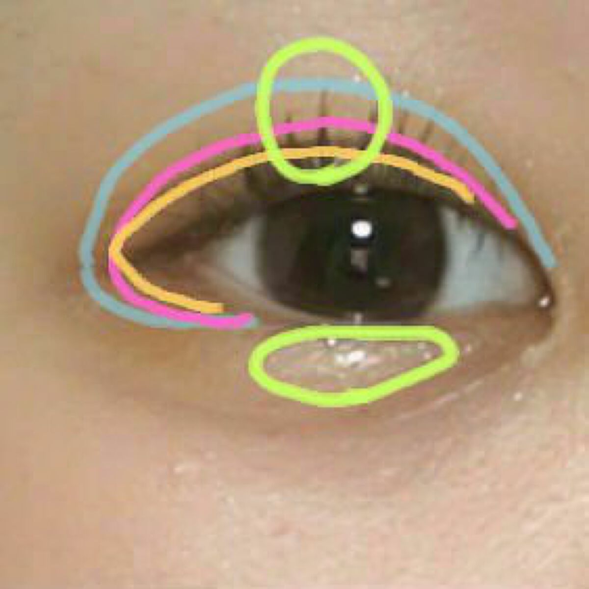 アニマルアイシャドウ(4シェード)/ZEESEA/アイシャドウパレットを使ったクチコミ(6枚目)