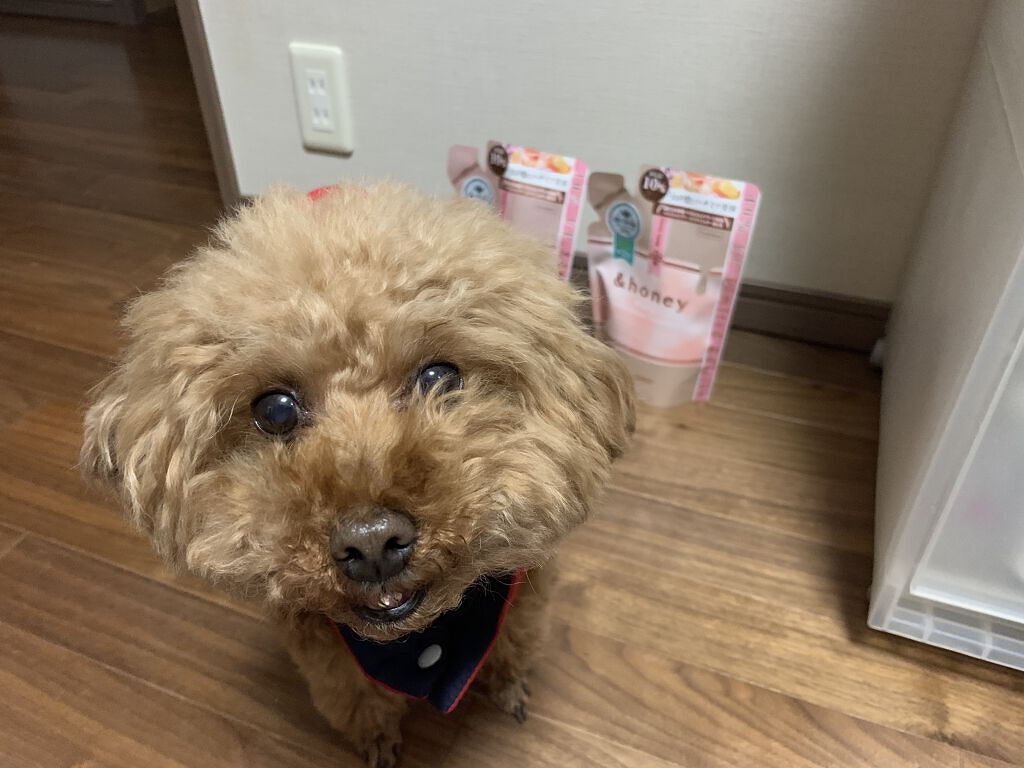 &honey Melty モイストリペア シャンプー1.0／モイストリペア ヘアトリートメント2.0/&honey/市販シャンプーを使ったクチコミ（2枚目）