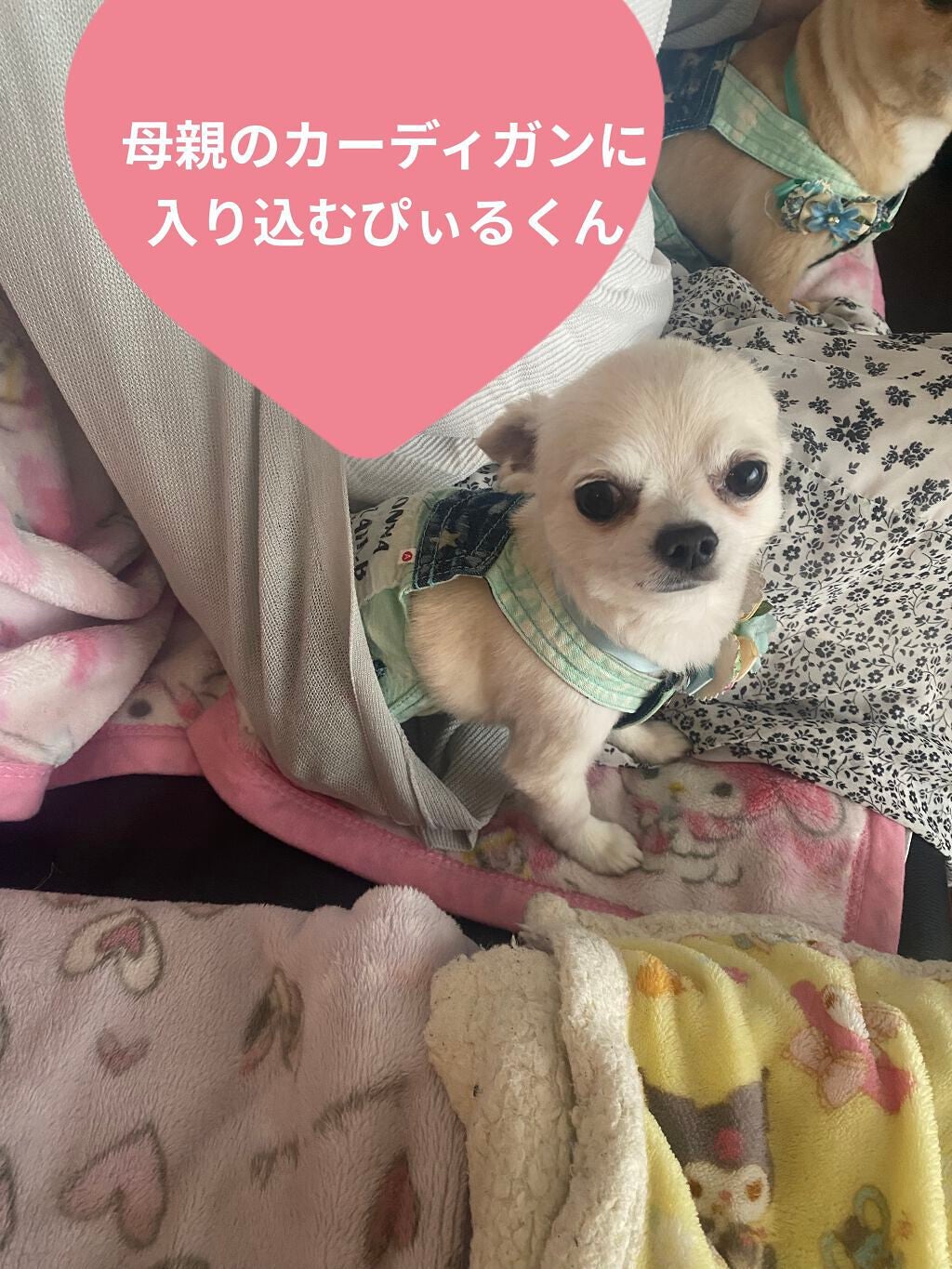 SHIKOOTAENG /LIZVIEW/ドリンクを使ったクチコミ(3枚目)