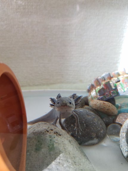 THE まつ毛美容液/UZU BY FLOWFUSHI/まつげ美容液を使ったクチコミ(4枚目)