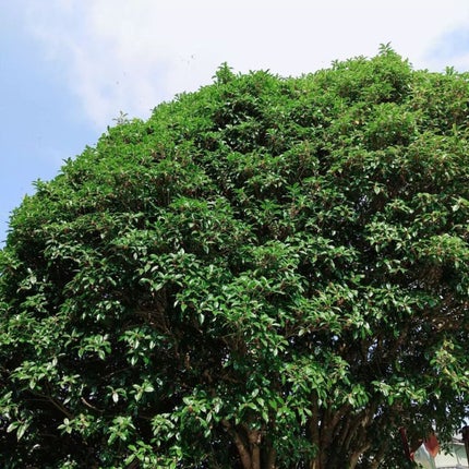 ユーフォリア・キンモクセイ コロン/BIBIDAY/香水(その他)を使ったクチコミ(5枚目)