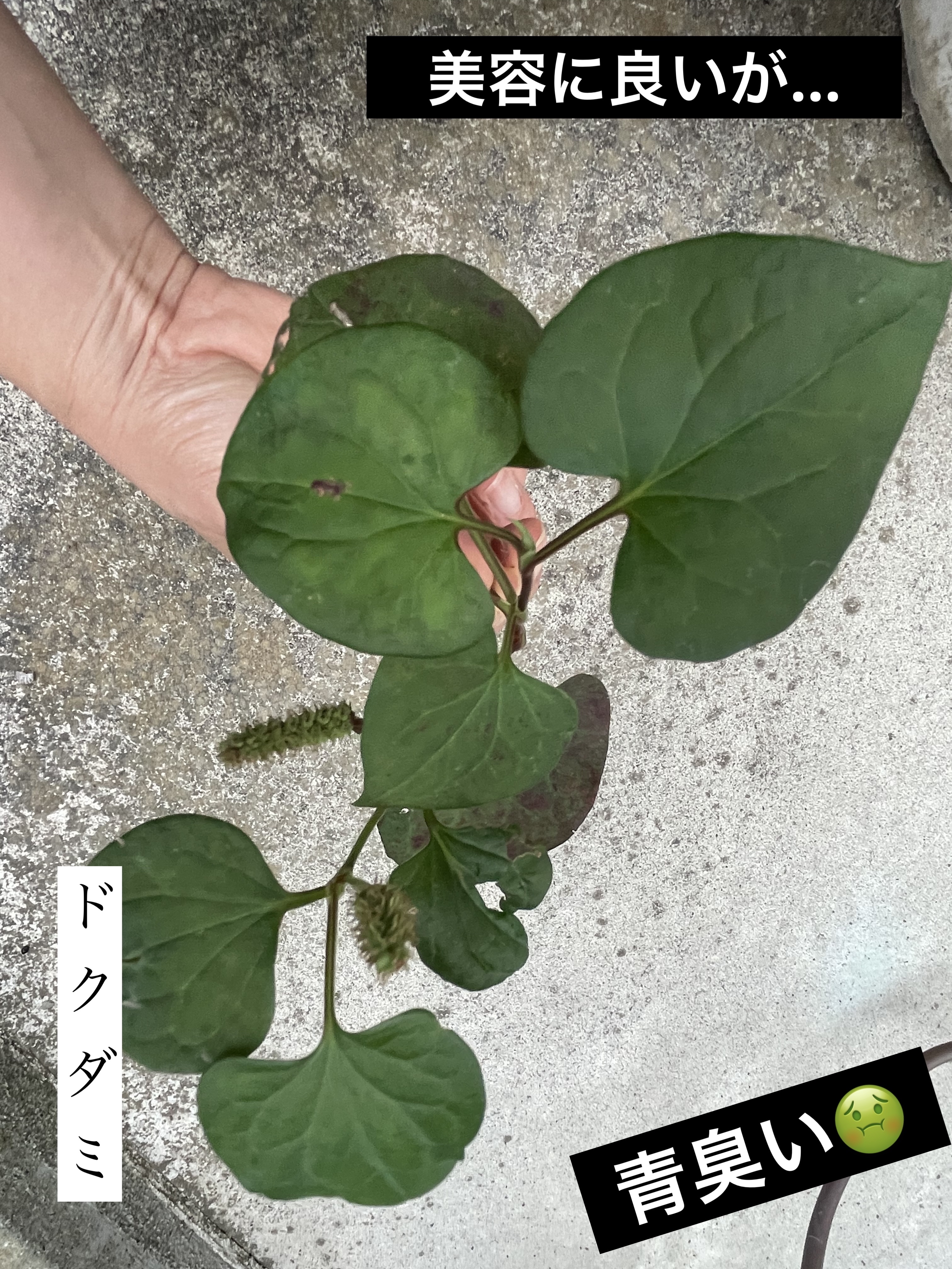 クチュール ミニ クラッチ #800 オーバー ドゥレ​/YVES SAINT LAURENT BEAUTE/アイシャドウパレットを使ったクチコミ（2枚目）