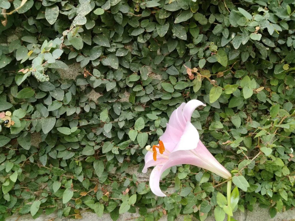 mcgroupakiko on LIPS 「朝晩洗顔をして、化粧水と美容液を塗って・・・毎日欠かさずにスキ..」(5枚目)