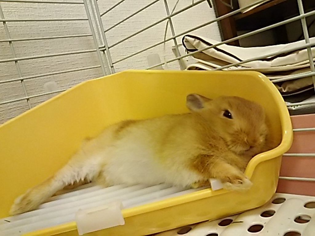 購入品/その他を使ったクチコミ（3枚目）