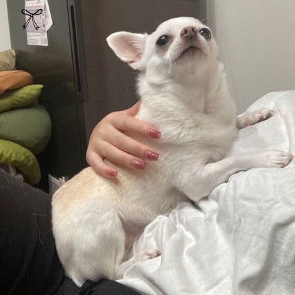 しに子ちゃん on LIPS 「やほ!みなさまお元気ですか?わたしは関節がバキボキの刃牙!あと..」(6枚目)