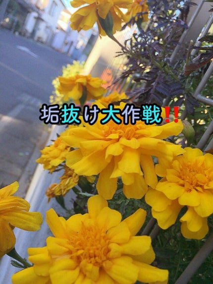 マジックバブルエッセンスパック(ピンク) /BAKER7/洗い流すパック・マスクを使ったクチコミ(1枚目)