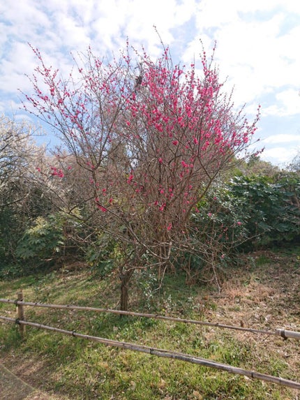 にゃーにゃ一団 on LIPS 「こんばんは😃🌃今日も昼すぎから臨海公園🎄⛲へ(・・;)ポケモン..」(1枚目)