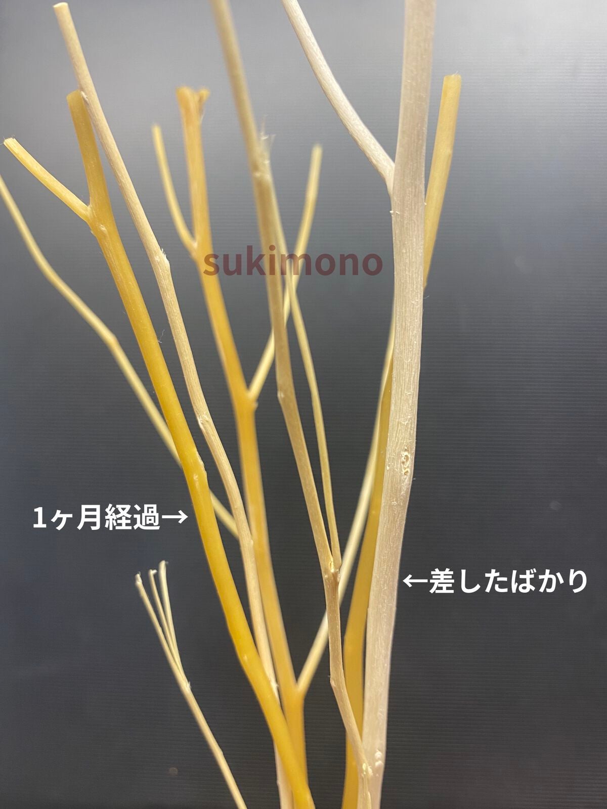 ブルーミングディフューザー/暮らしの香り/ルームフレグランスを使ったクチコミ(5枚目)