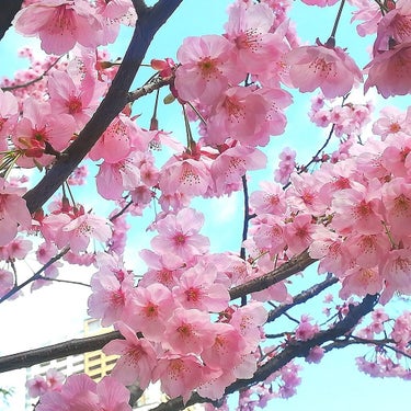 BOTANIST BOTANISTボタニカルリフレッシュボディージェルのクチコミ「桜が見頃になっていますね✨✨
サクラの香り大好きなので、
この時期になると集めてしまいます✨✨.....」（2枚目）