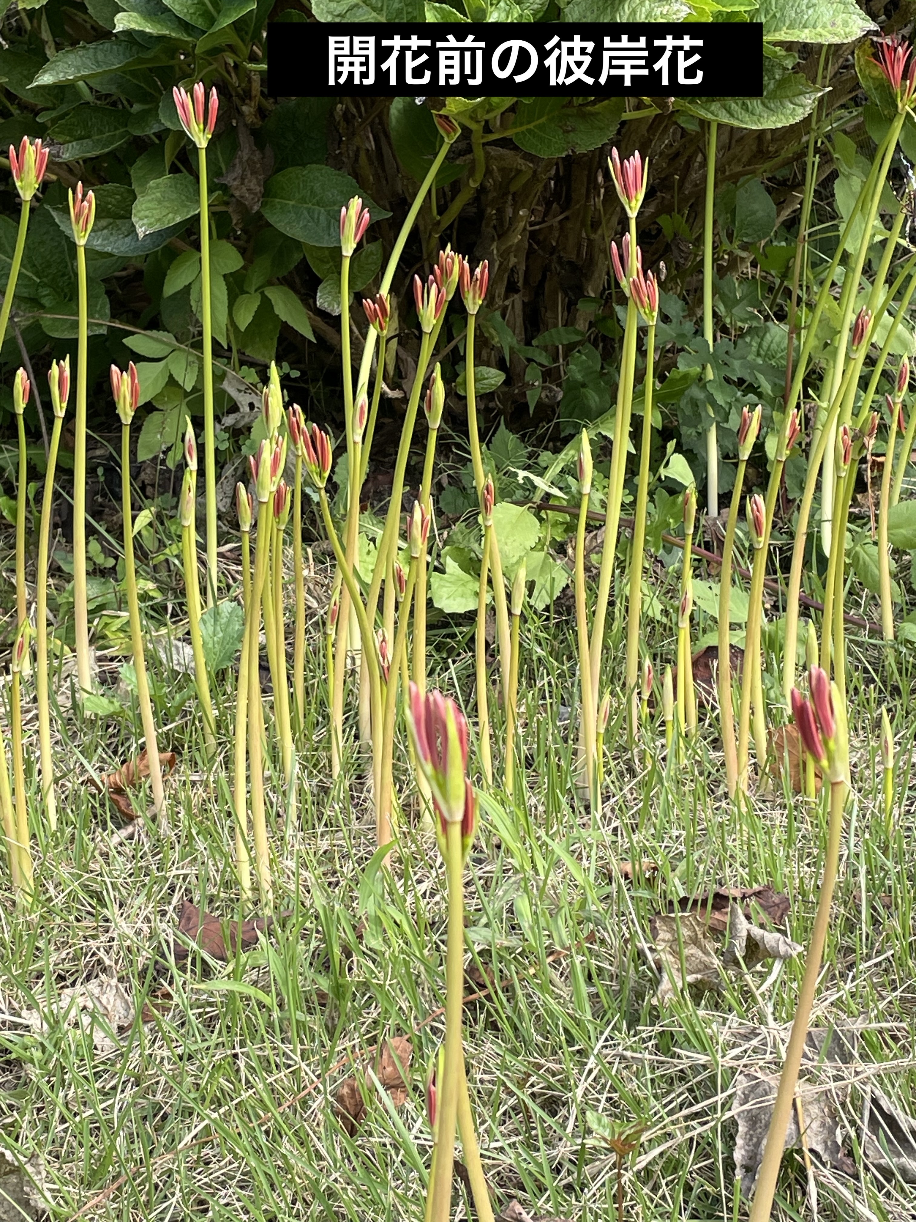 レ キャトル オンブル ビザンス /CHANEL/アイシャドウパレットを使ったクチコミ（2枚目）