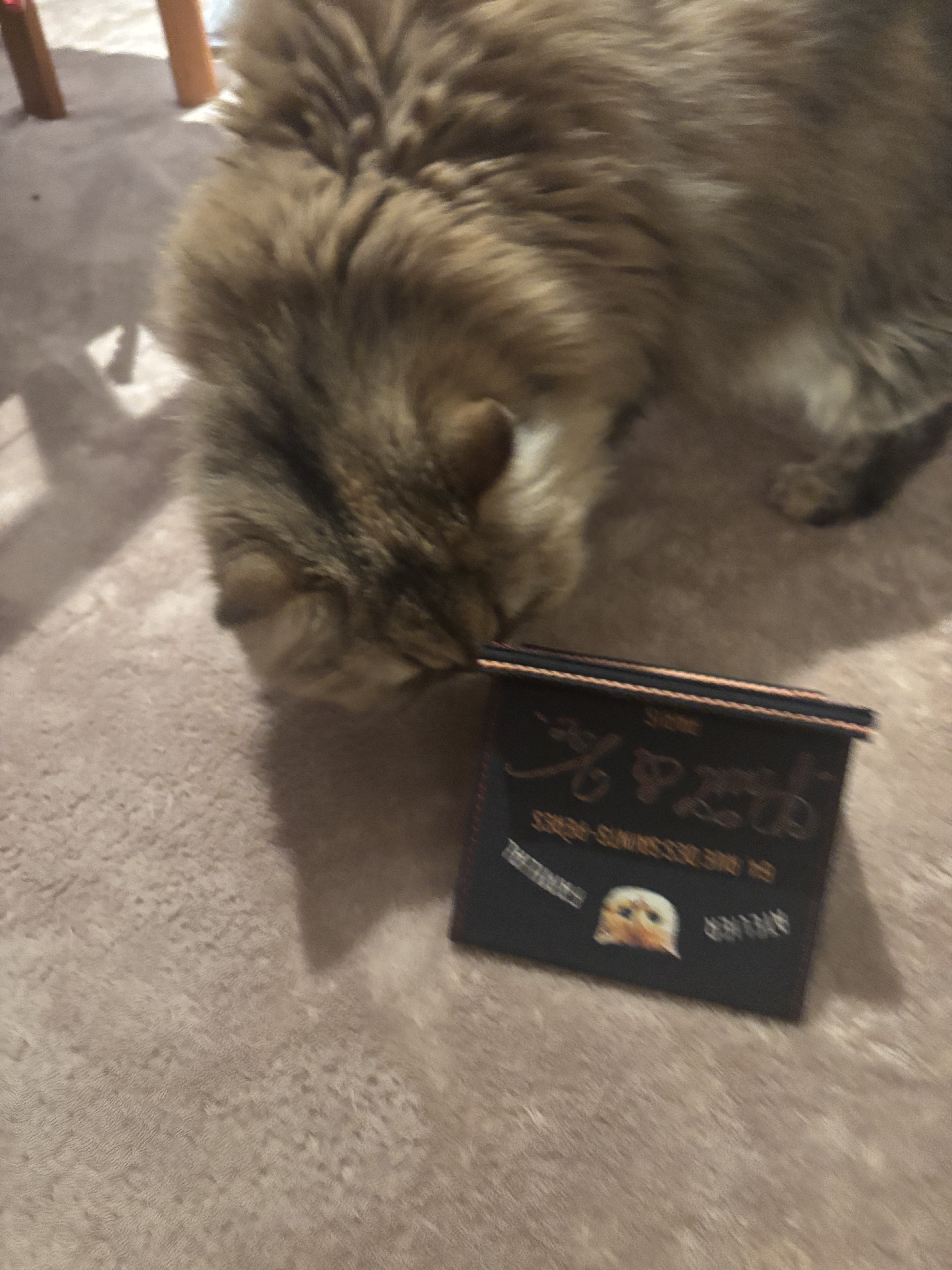 ポール＆ジョー/PAUL & JOE BEAUTE/その他化粧小物を使ったクチコミ（3枚目）