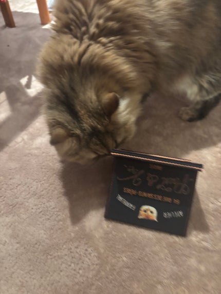 666Anonymous666 on LIPS 「#見とれる俺達#同じ猫達#嫉妬で噛むポール牧じゃなくて(古いに..」(3枚目)