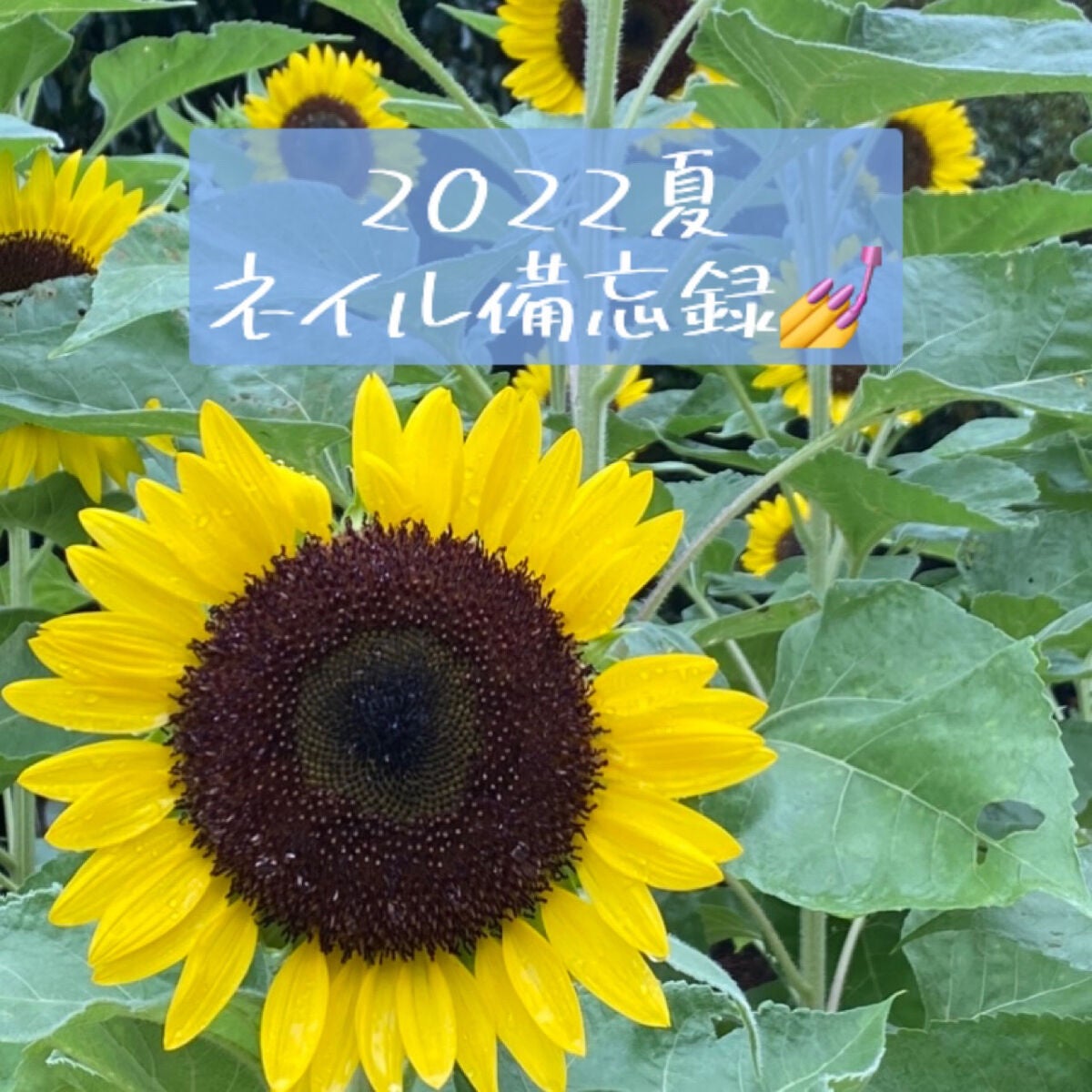 カラフルネイルズ/キャンメイク/マニキュアを使ったクチコミ(1枚目)