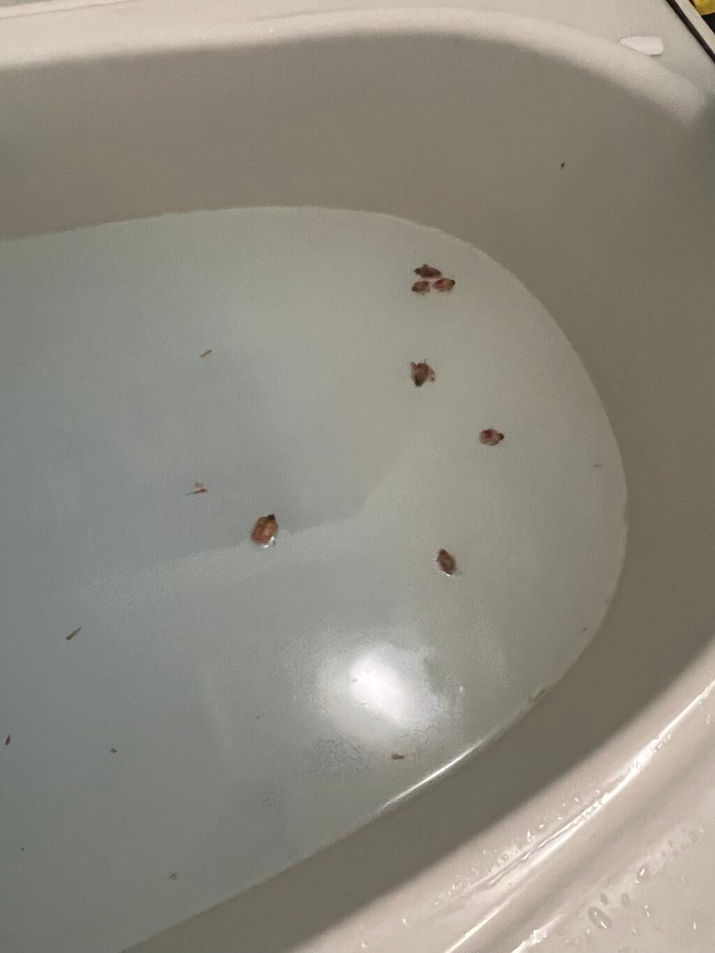 ティスティー トスティー/ラッシュ/炭酸系入浴剤を使ったクチコミ(2枚目)