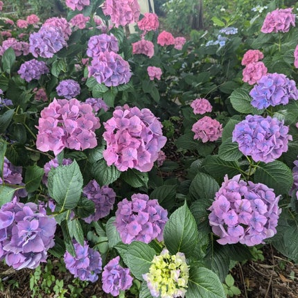 ブレンディングムードチーク/dasique/パウダーチークを使ったクチコミ(9枚目)