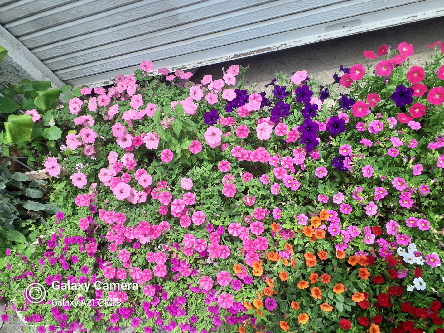 ひよりん☆フォロバ on LIPS 「今回はずっときになっていたところを訪問しました。テイクアウト!..」(2枚目)