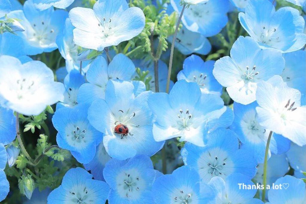 ビオオイル アルガンオイル/Melvita/フェイスオイルを使ったクチコミ(4枚目)