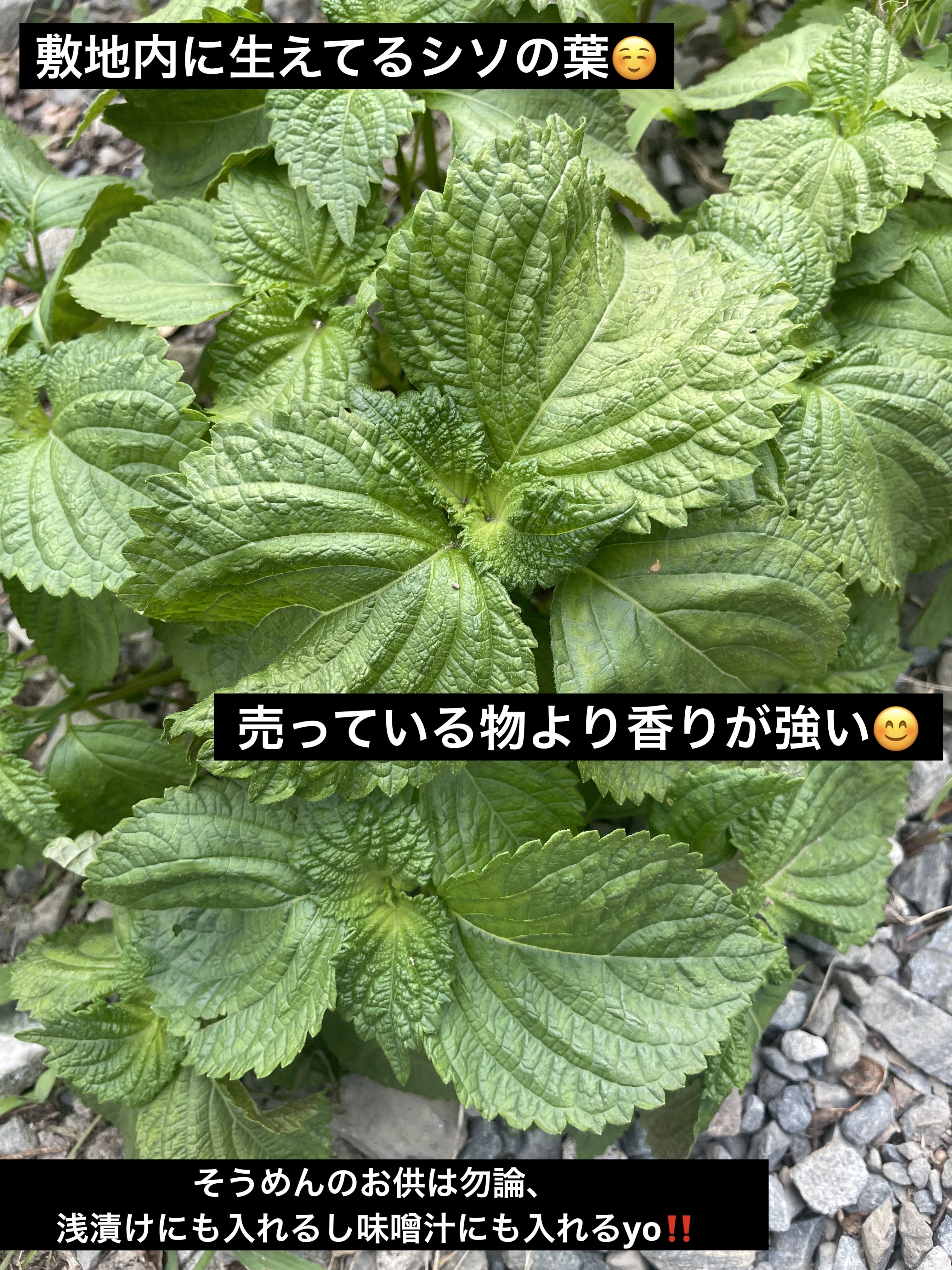 クチュール ミニ クラッチ #800 オーバー ドゥレ​/YVES SAINT LAURENT BEAUTE/アイシャドウパレットを使ったクチコミ（3枚目）