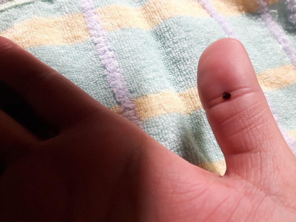 LALALA- on LIPS 「ティントの付けホクロ(書きボクロ?)🎶してみた事ありますか➰❗..」(3枚目)