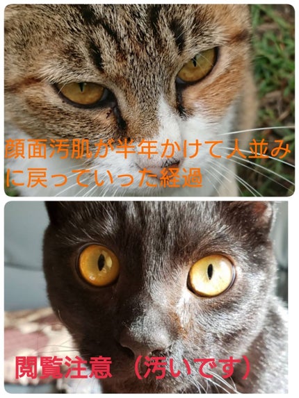 ãã£ãã§ãªã³ã²ã«0.1% /ãã«ãæ ªåŒäŒç€Ÿ/ãã®ä»ã䜿ã£ãã¯ãã³ãïŒ1æç®ïŒ