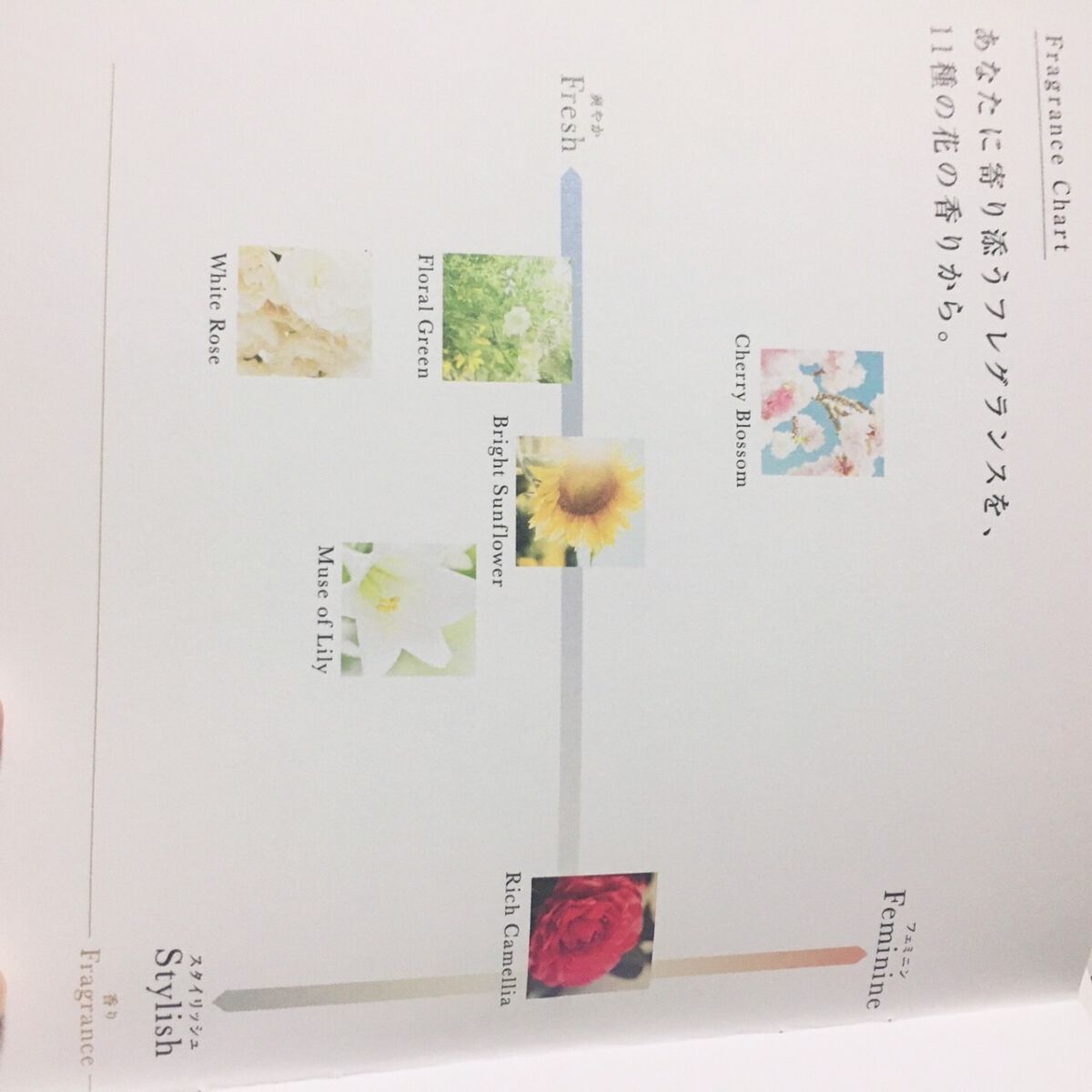 チェリーブロッサム リペアヘアオイル/Flora Notis JILL STUART/ヘアオイルを使ったクチコミ(5枚目)