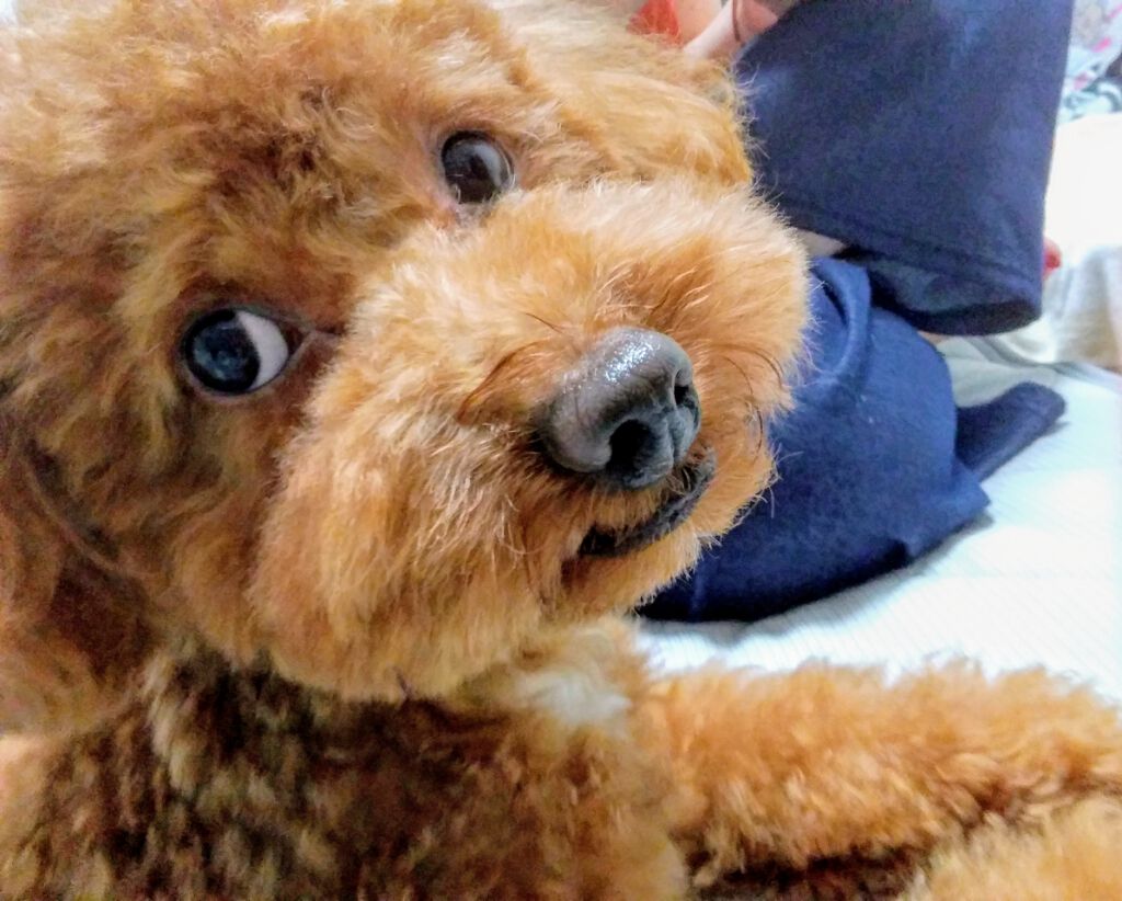 ハトムギ化粧水(ナチュリエ スキンコンディショナー R )/ナチュリエ/化粧水を使ったクチコミ(1枚目)