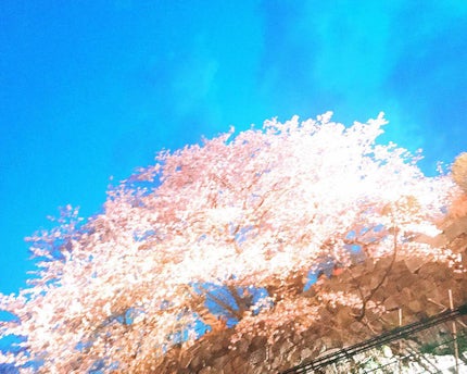 CCリップクリームN/KATE/リップケアを使ったクチコミ(1枚目)