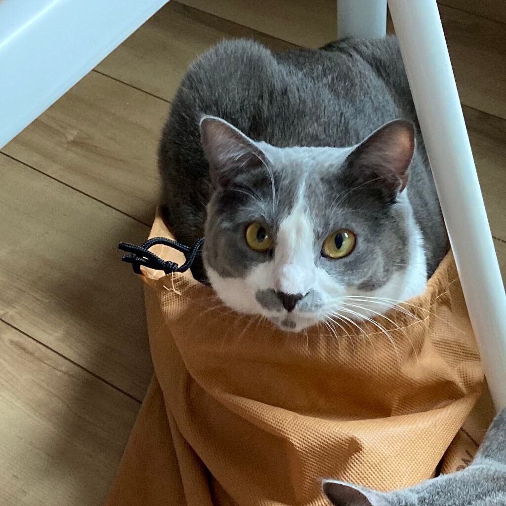 ミニネイル/パラドゥ/マニキュアを使ったクチコミ(8枚目)