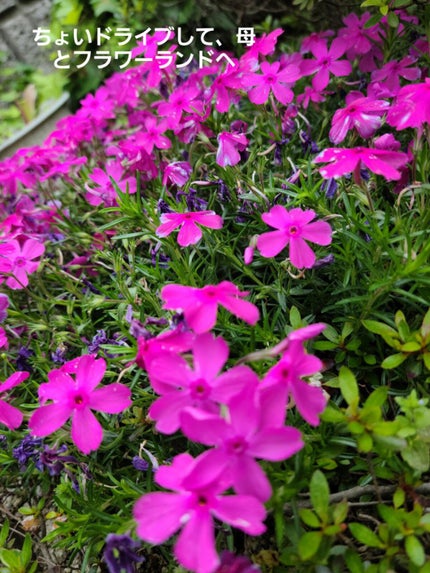 ル・ヌフ・ジバンシイ/GIVENCHY/アイシャドウパレットを使ったクチコミ(4枚目)