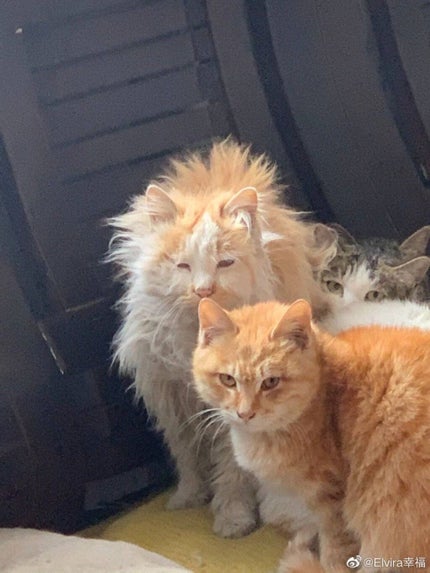 Daisy Chan on LIPS ãð#ã¯ãããŠã®æçš¿..ãïŒ1æç®ïŒ