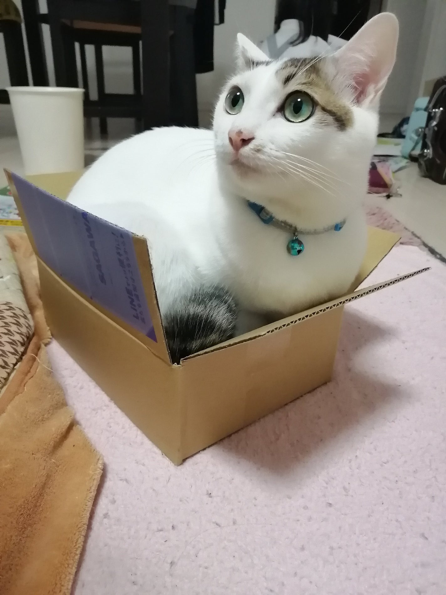 モイスチャーバランスローション N1/PHOEBE BEAUTY UP/化粧水を使ったクチコミ(8枚目)