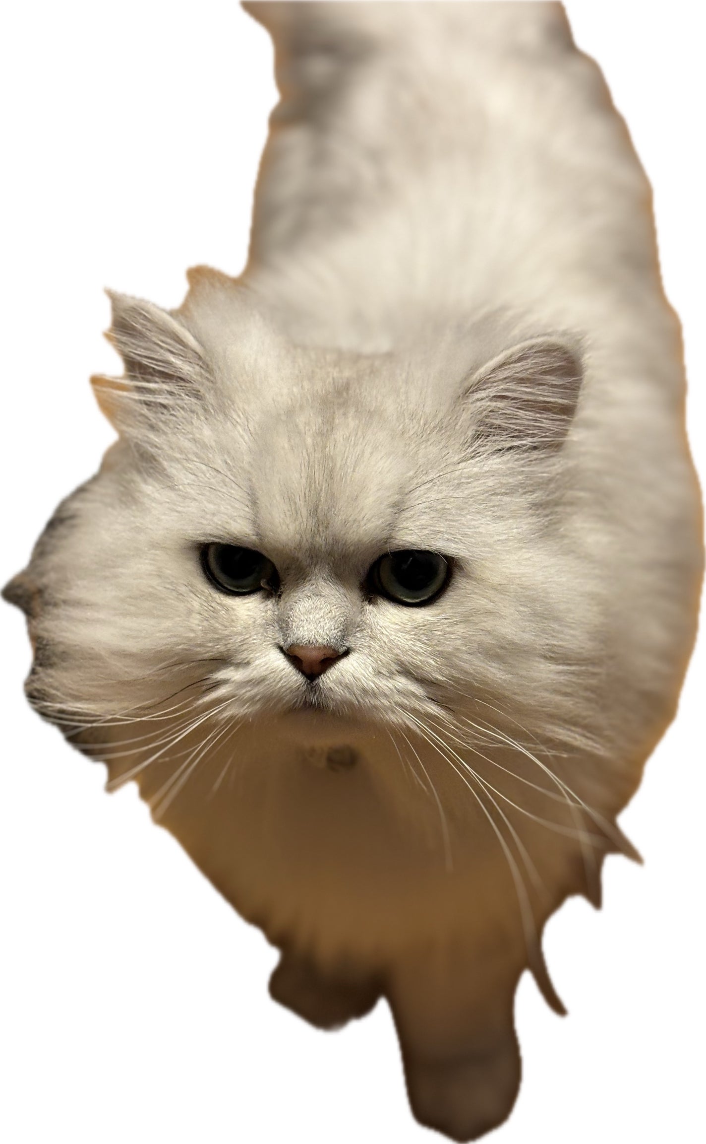 リファイオンケアブラシ/ReFa/スカルプブラシを使ったクチコミ(2枚目)