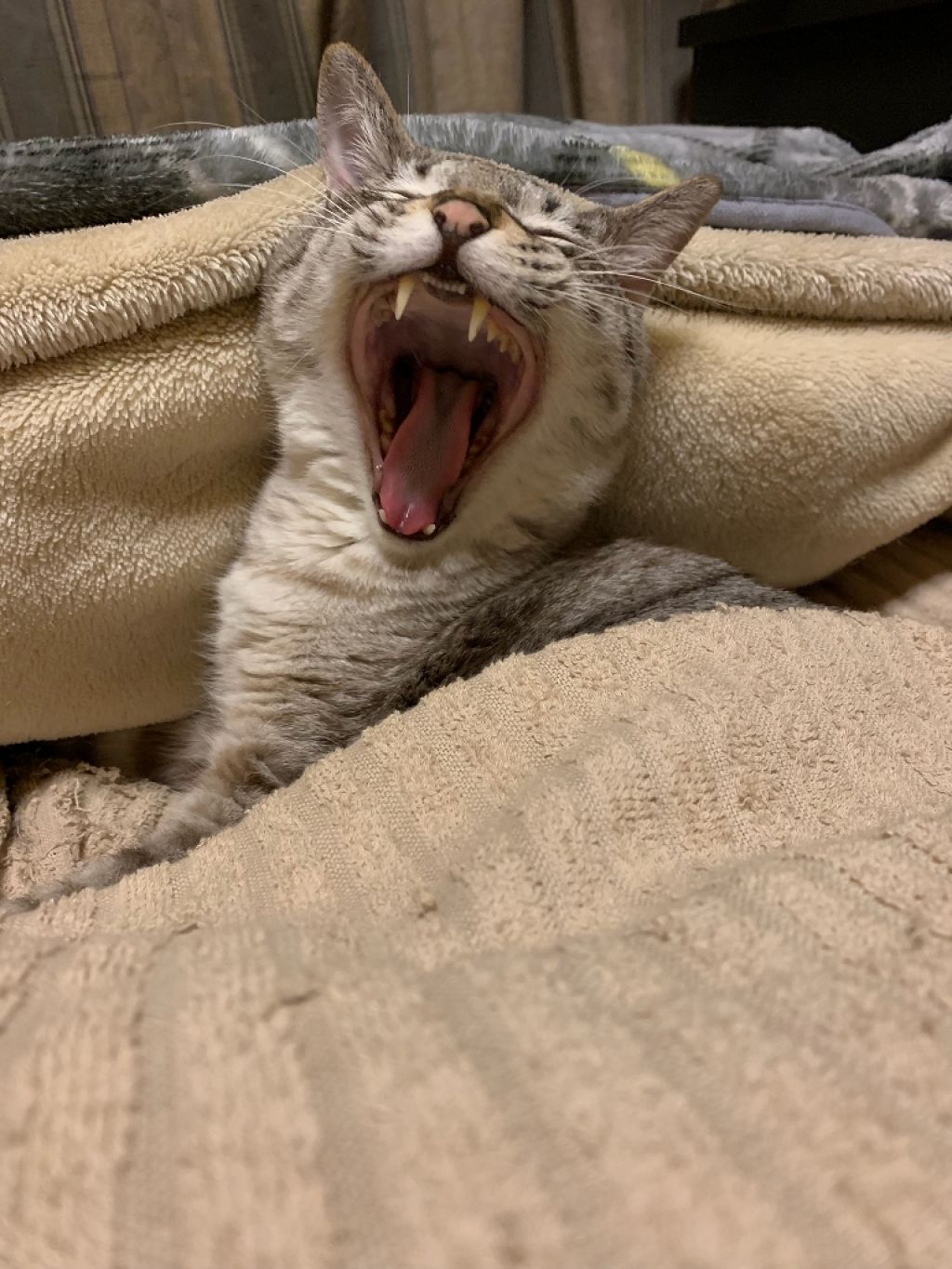 鍵しっぽヌコ(メンヘラ引きこもりニート) on LIPS 「テスト..」(1枚目)