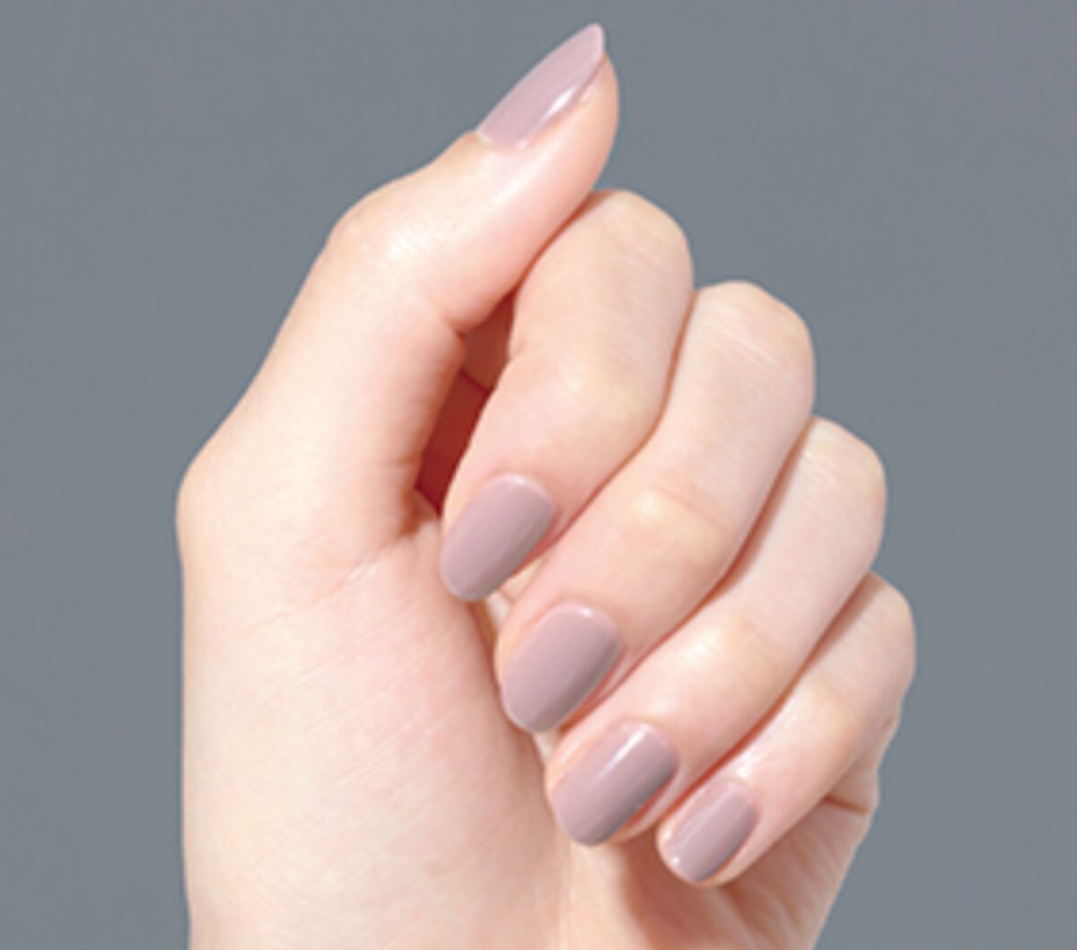 ノリナエクセルサ ノリナ エクセルサ Nolina excelsa 8号 105cm - メルカリ