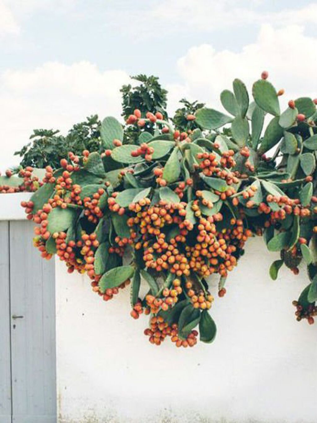  エクストラダメージケア  インテンシブ ヴィタミルク/パンテーン/ヘアミルクを使ったクチコミ（1枚目）