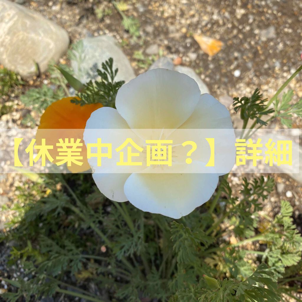 純白専科 すっぴん白雪美容液(専科 薬用美白クリーム)/SENKA(専科)/美容液を使ったクチコミ(1枚目)