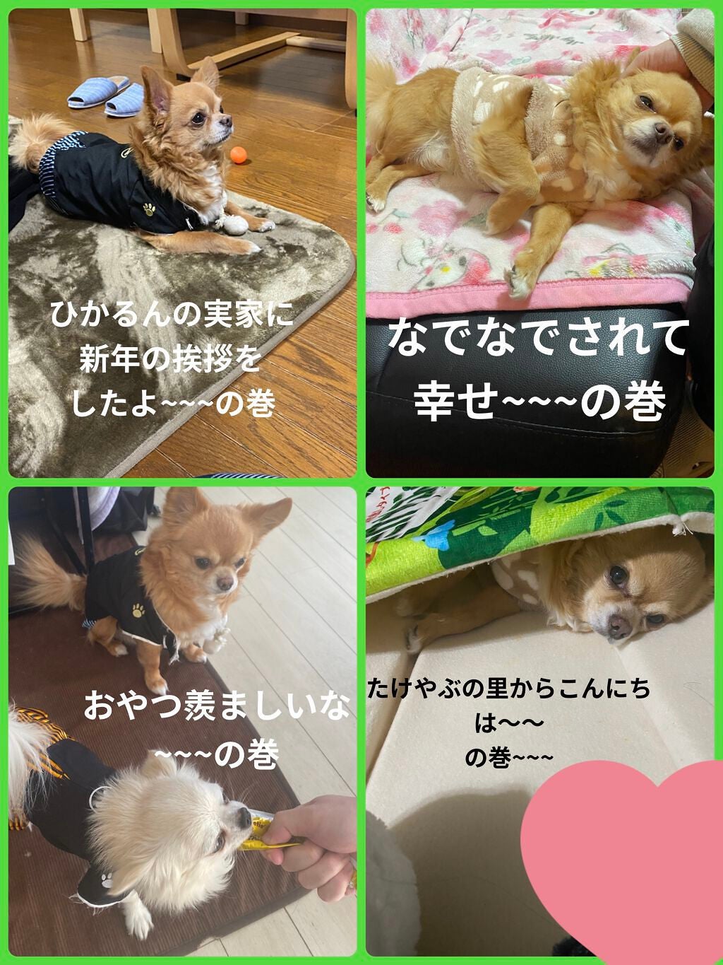 ぷぅぴぃ《紫コス部💜💗》 on LIPS 「2022年1月25日愛すべき家族✨ぷぅまくんHappybirt..」(6枚目)