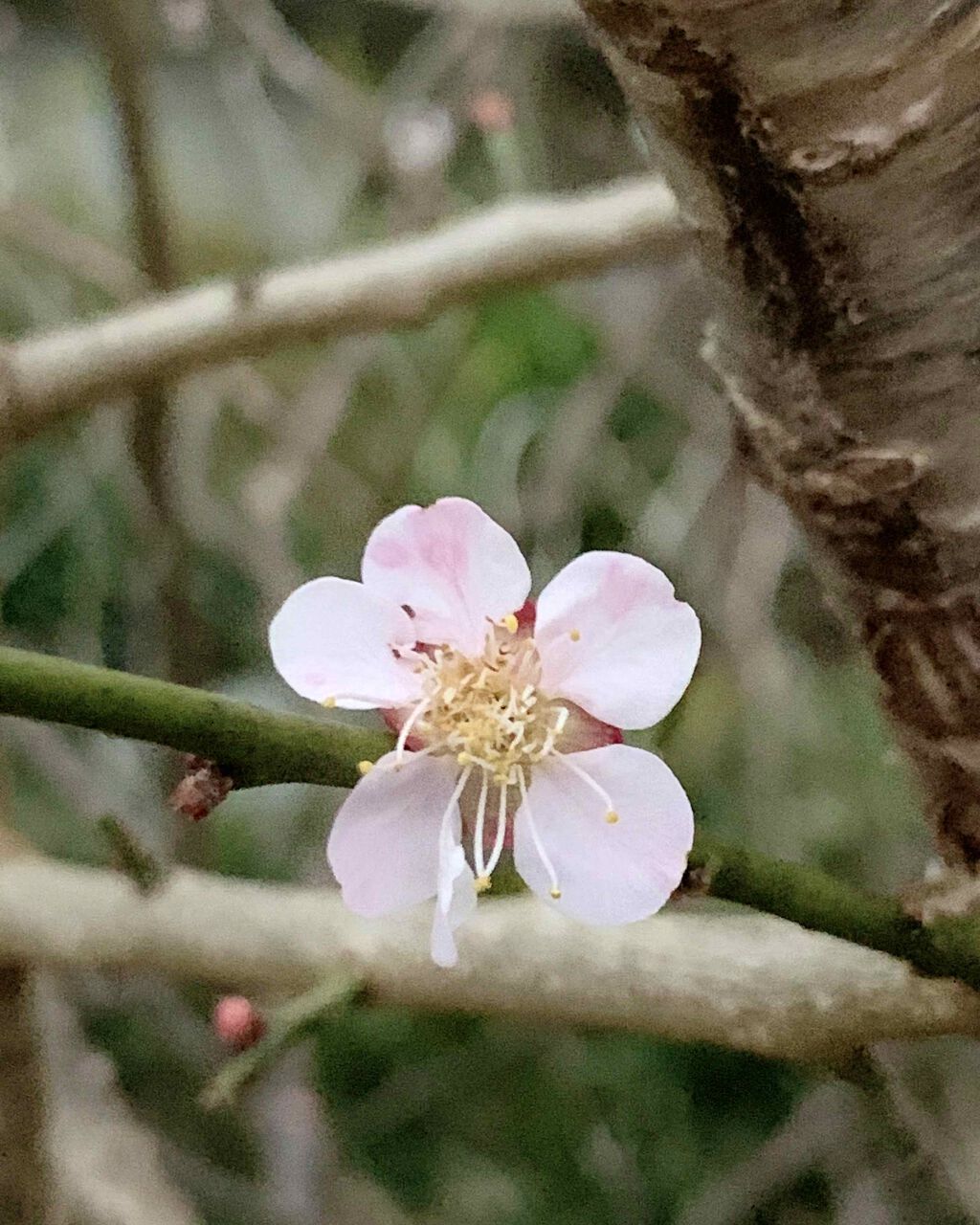 オペラ シアーリップカラー RN/OPERA/リップグロスを使ったクチコミ(1枚目)