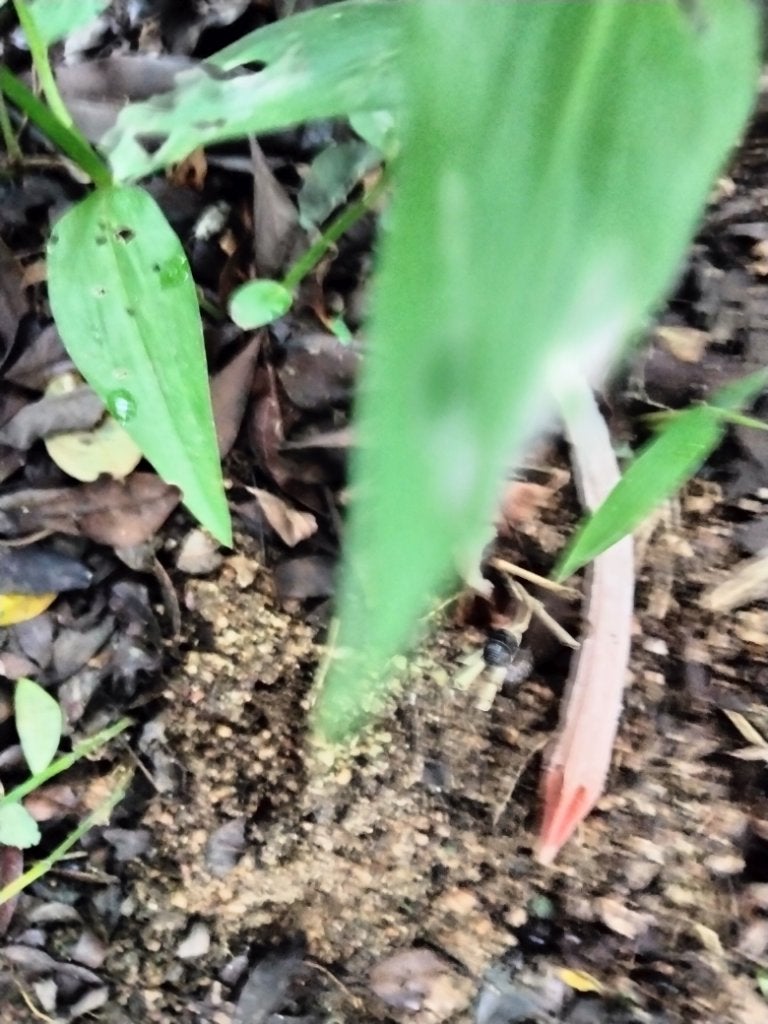 mcgroupakiko on LIPS 「今日も山歩きをして、珍しいキノコや現代では珍しい自生のアケビを..」(6枚目)