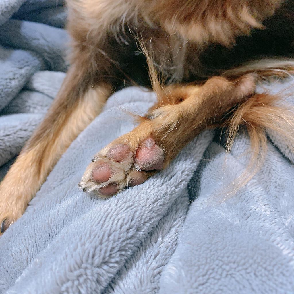 saaa on LIPS 「犬と人が使えるクリーム✨愛犬の肉球のカサカサが気になっていて初..」(7枚目)