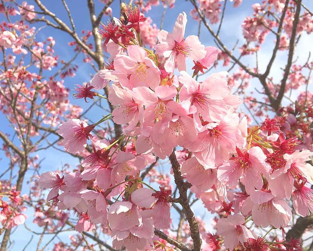 Sちゃん❁ ダイエット垢 on LIPS 「こんにちは(^^)突然ですが、私は今、好きな人がいます。その人..」(1枚目)