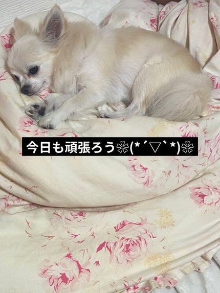 いくらアイマスク/フォーカート/ホットアイマスクを使ったクチコミ(9枚目)