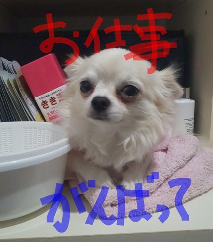 濃厚 保湿クリーム/ちふれ/フェイスクリームを使ったクチコミ(6枚目)