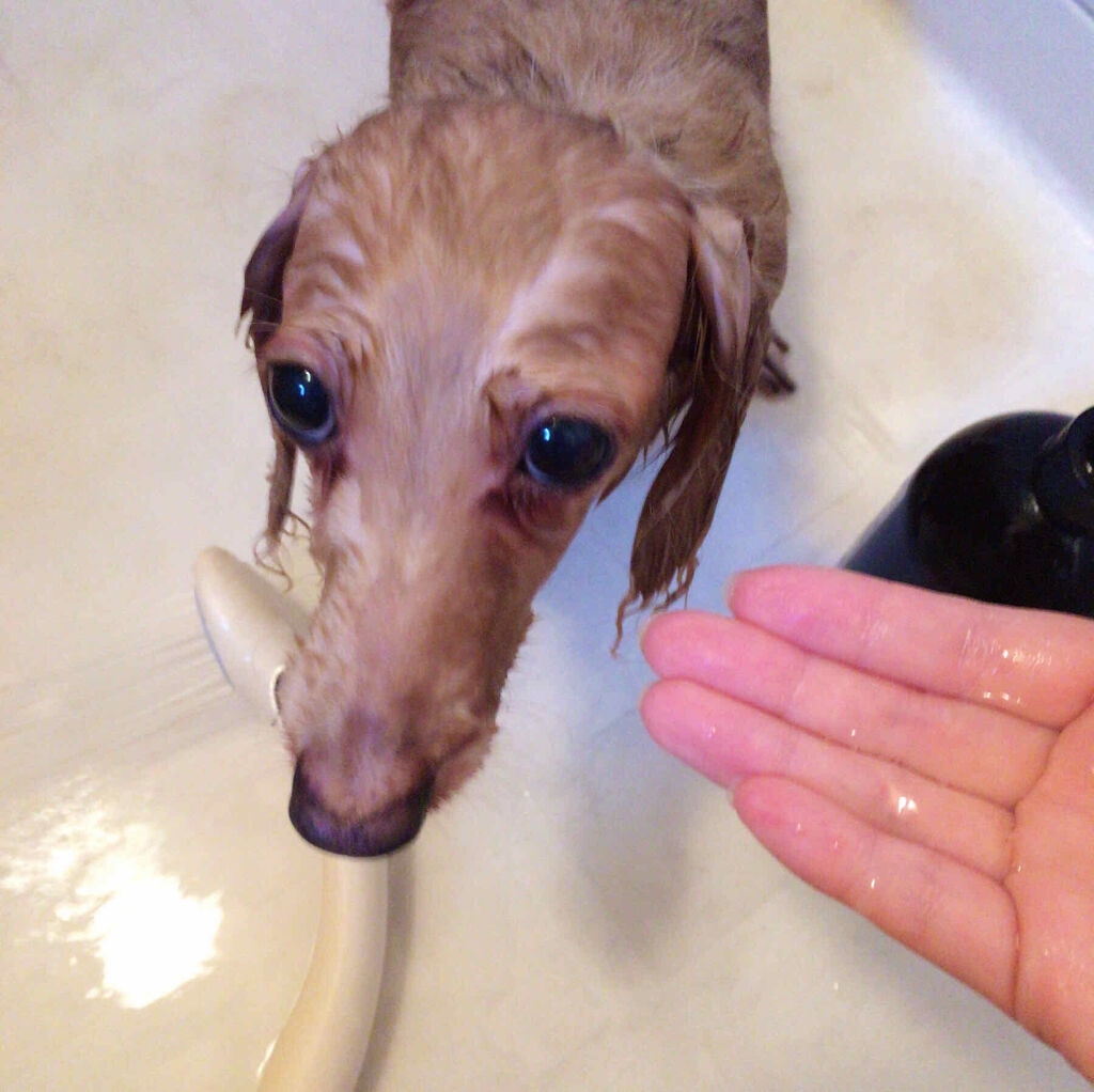 Natto ティーツリープレミアムオイル リンスイン ドッグシャンプー/Natto/その他を使ったクチコミ（3枚目）