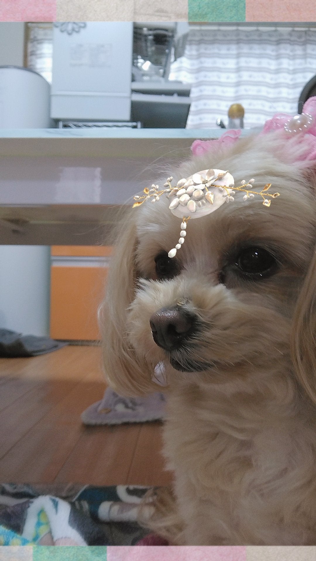 はな on LIPS 「うちの犬猫..」(3枚目)