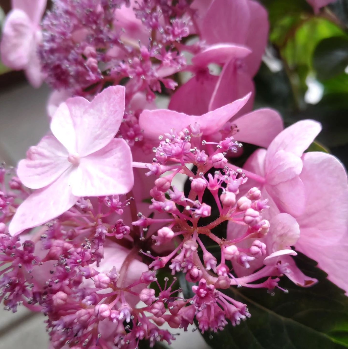 ひろちゃん on LIPS 「紫陽花6月の花美しいねこんな素敵な紫陽花毎年お見事に咲くのは、..」(2枚目)