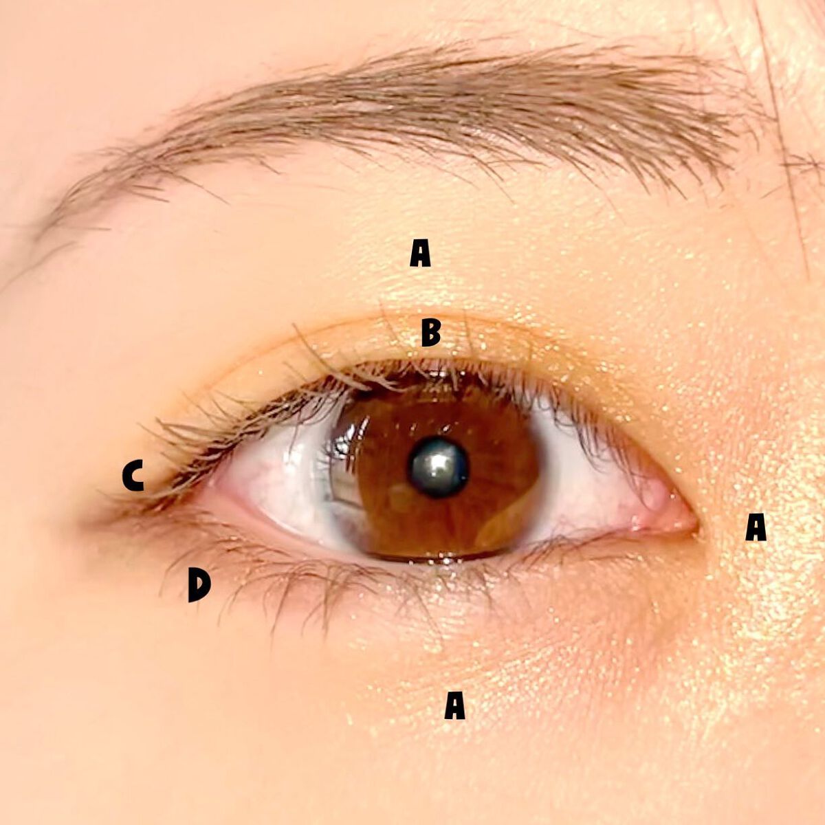 アニマルアイシャドウ(4シェード)/ZEESEA/アイシャドウパレットを使ったクチコミ(6枚目)