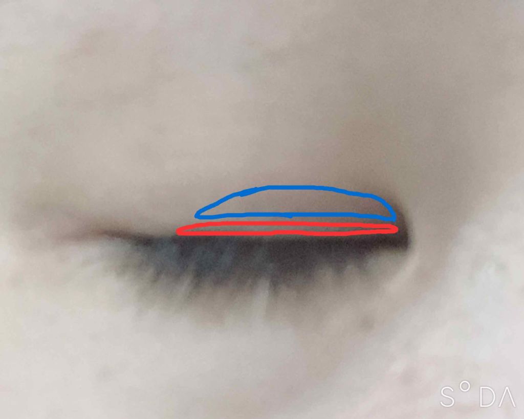 ルドゥーブル/ルドゥーブル/二重まぶた用アイテムを使ったクチコミ（2枚目）